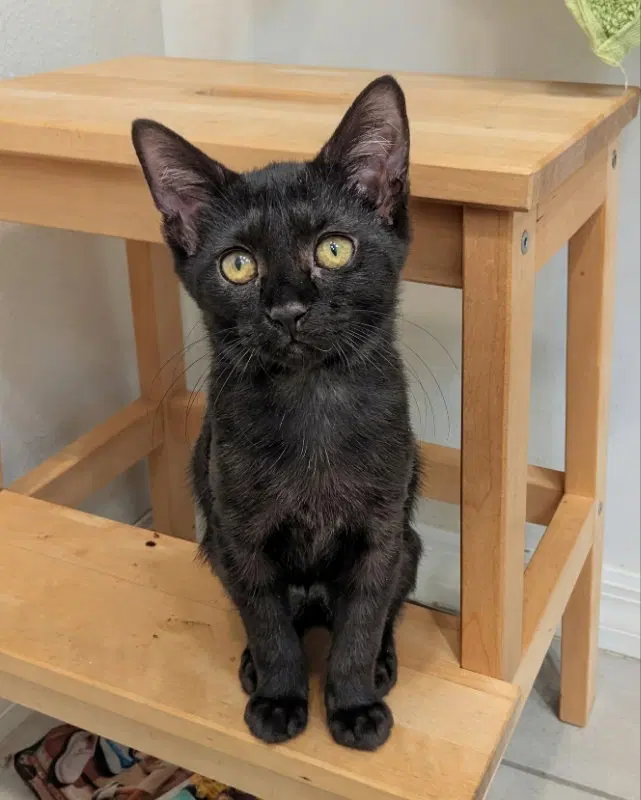Small Fry, a young female cat up for adoption