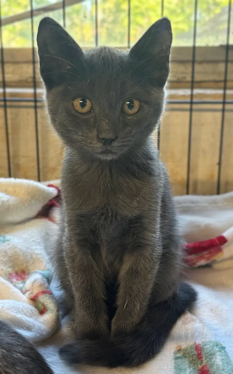 Peace, a male kitten up for adoption