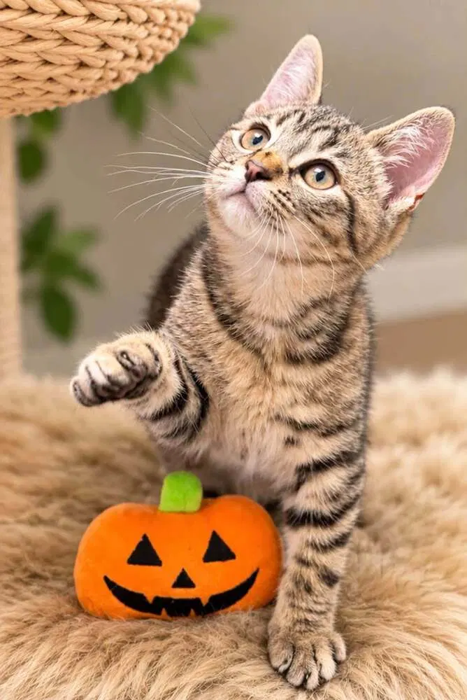 Raine, a female kitten up for adoption