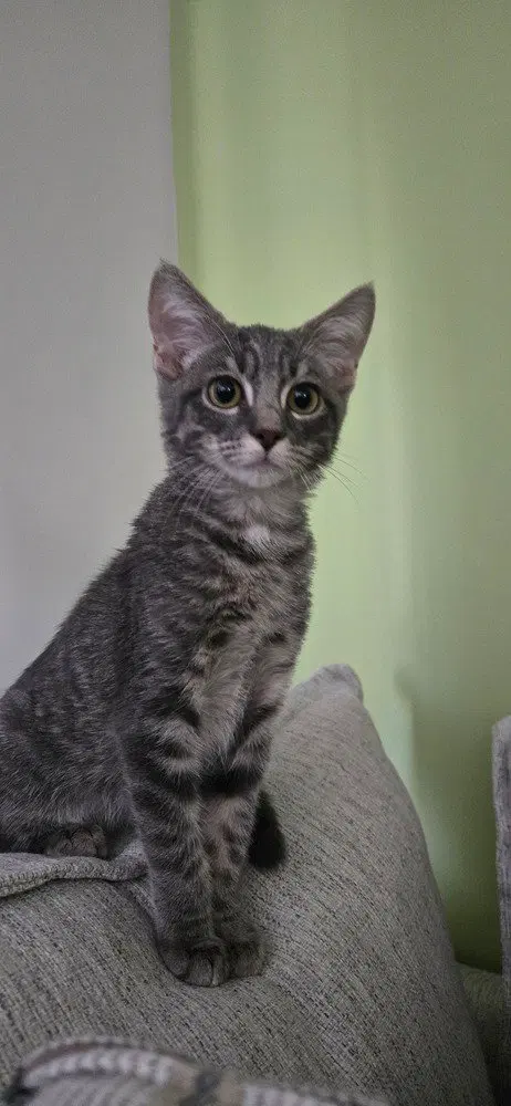 Milo, a male kitten up for adoption
