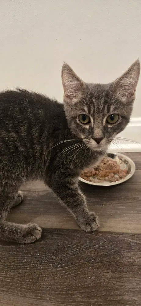 Milo, photo 2