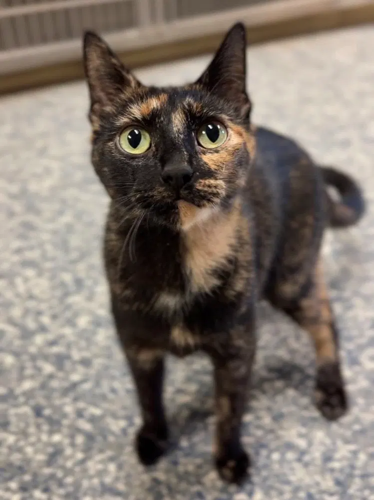 Trout, an adult female cat up for adoption