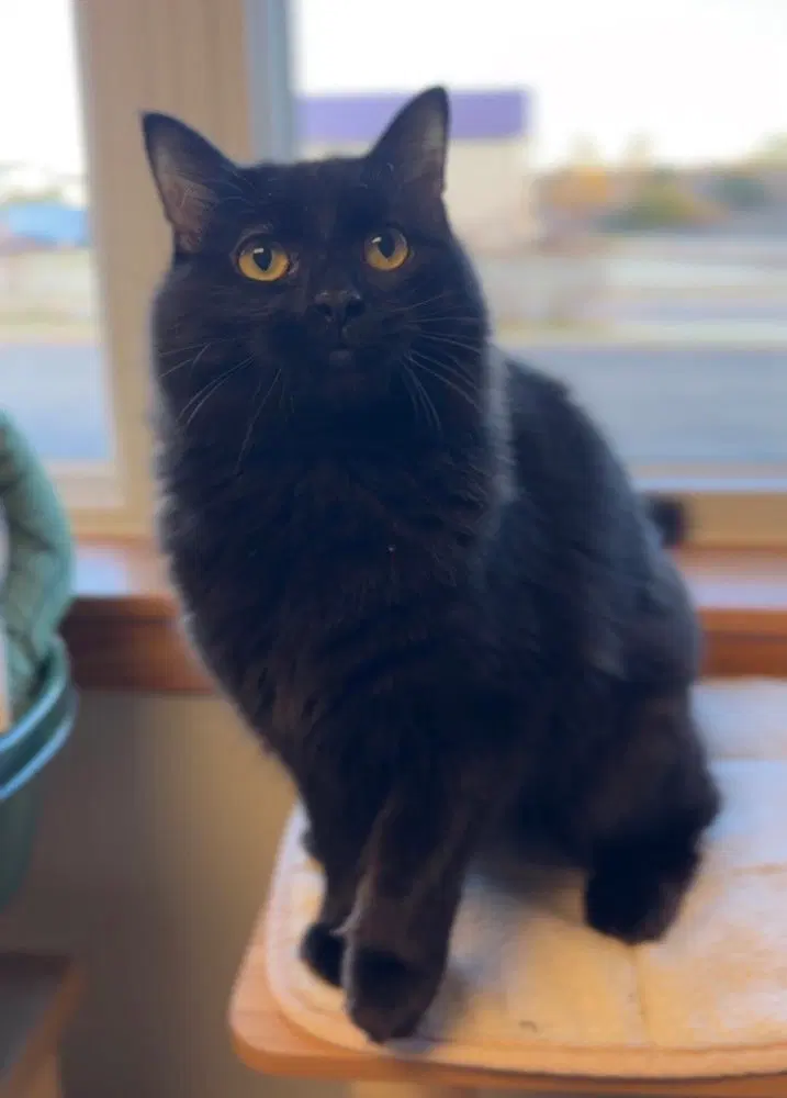 Frog, an adult female cat up for adoption