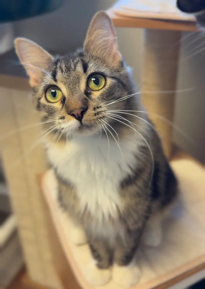 Toad, an adult female cat up for adoption