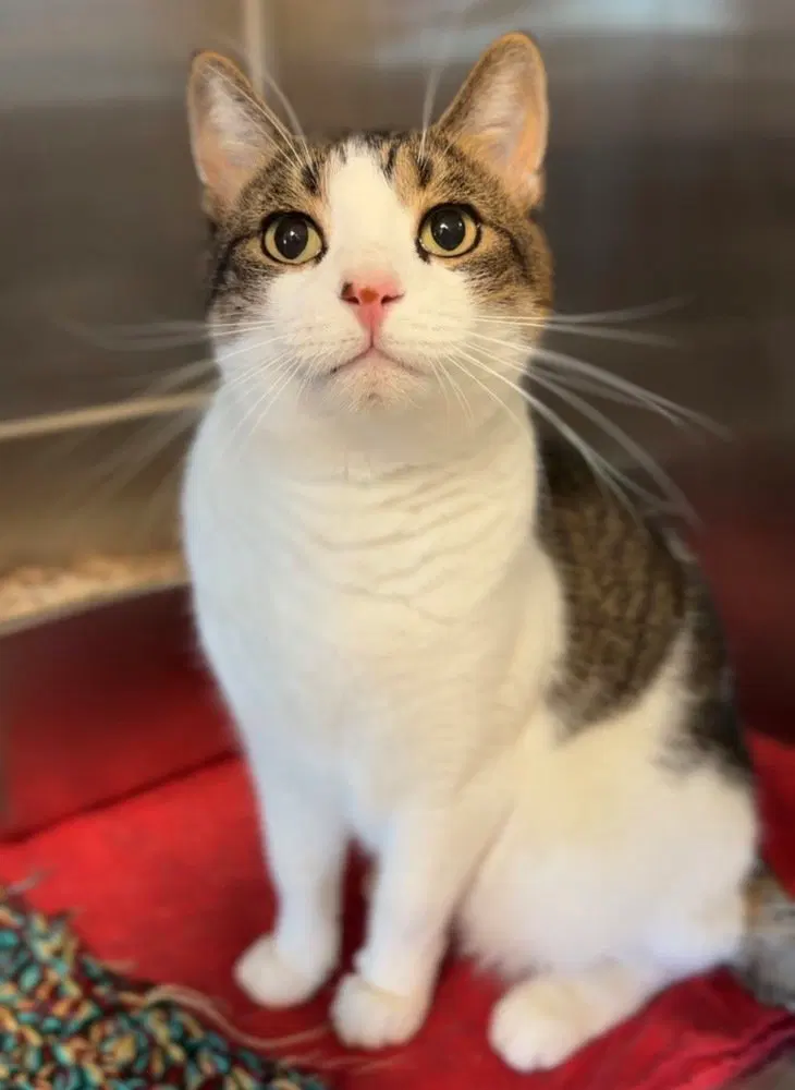 Henry, a senior male cat up for adoption