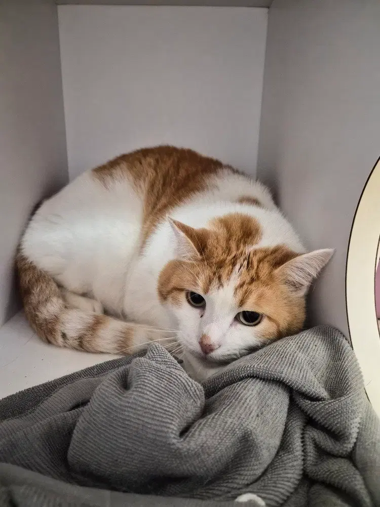 Josey, a male kitten up for adoption