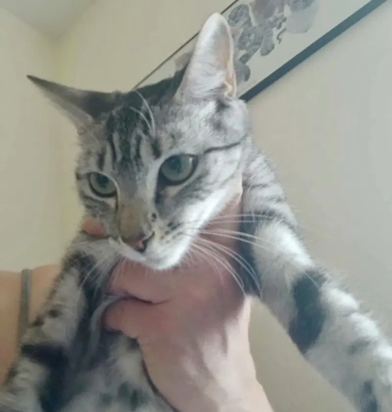 Jasmine Rose, a young female cat up for adoption