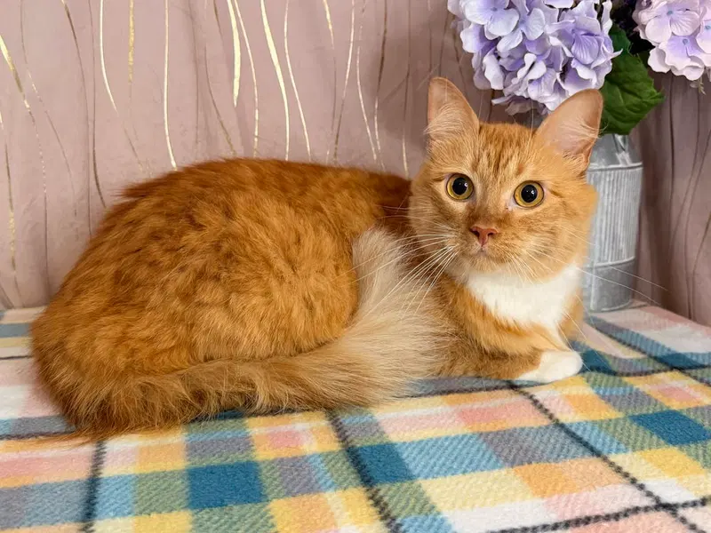 Roux, an adult female cat up for adoption