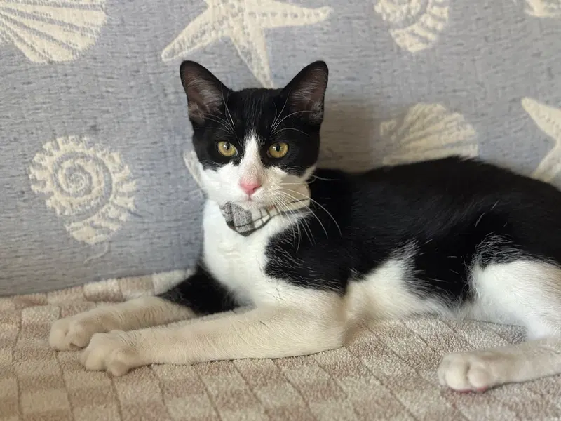 Pluto, a young male cat up for adoption