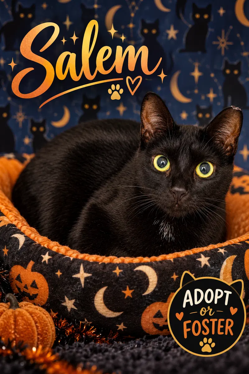 Salem, a young female cat up for adoption