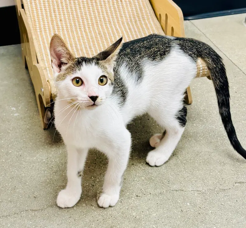 Robin, photo 2