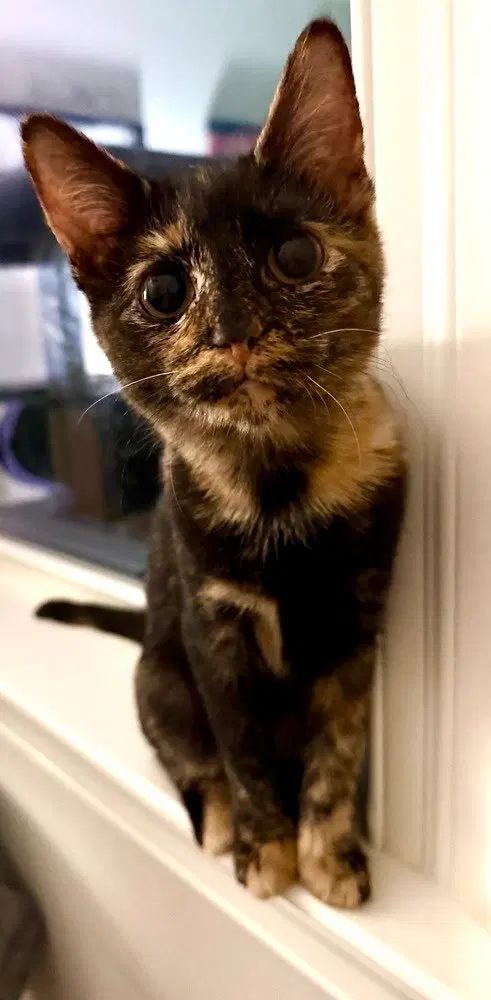 Pebbles, photo 4