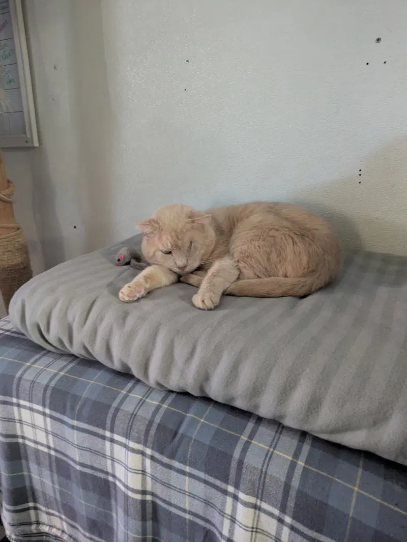 Meatloaf, an adult male cat up for adoption