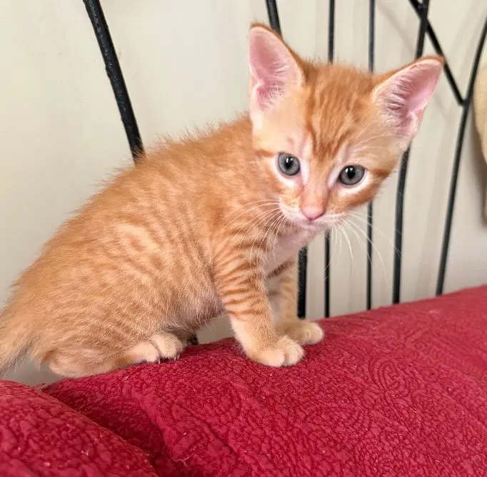 Vindaloo, a male kitten up for adoption