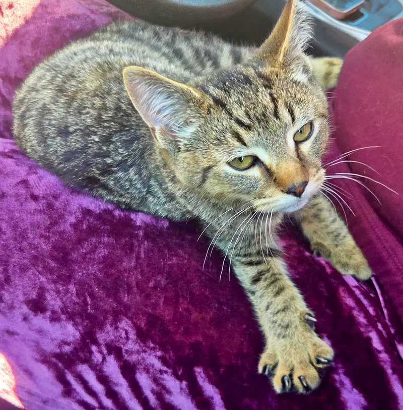 Jarvis, a male kitten up for adoption