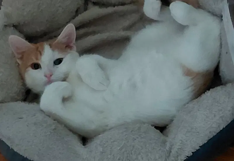 Puddin’, a male kitten up for adoption