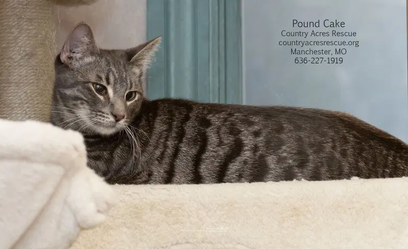 Pound Cake, a young male cat up for adoption
