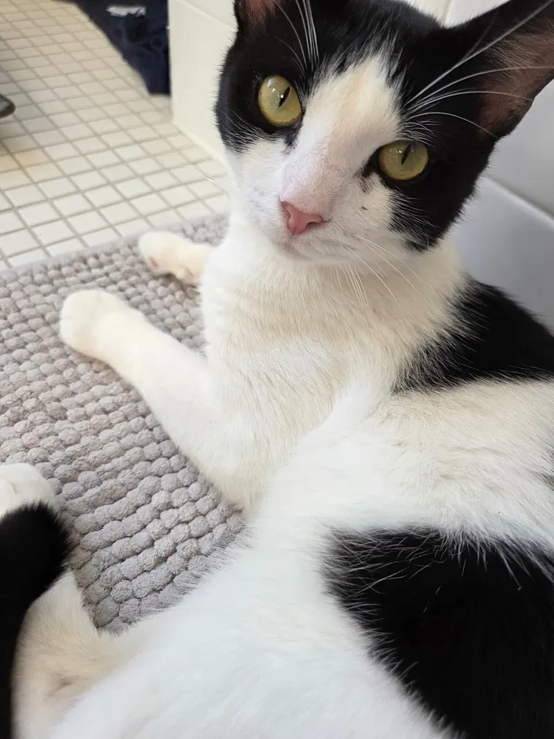 Jaspurr, an adult male cat up for adoption