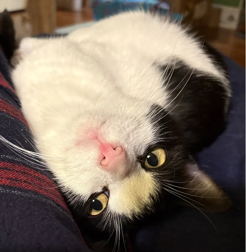 Jaspurr, photo 2