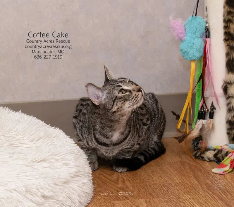 Coffee Cake, a young male cat up for adoption