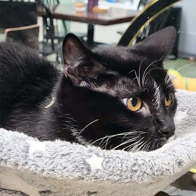 Mayhem, a young male cat up for adoption