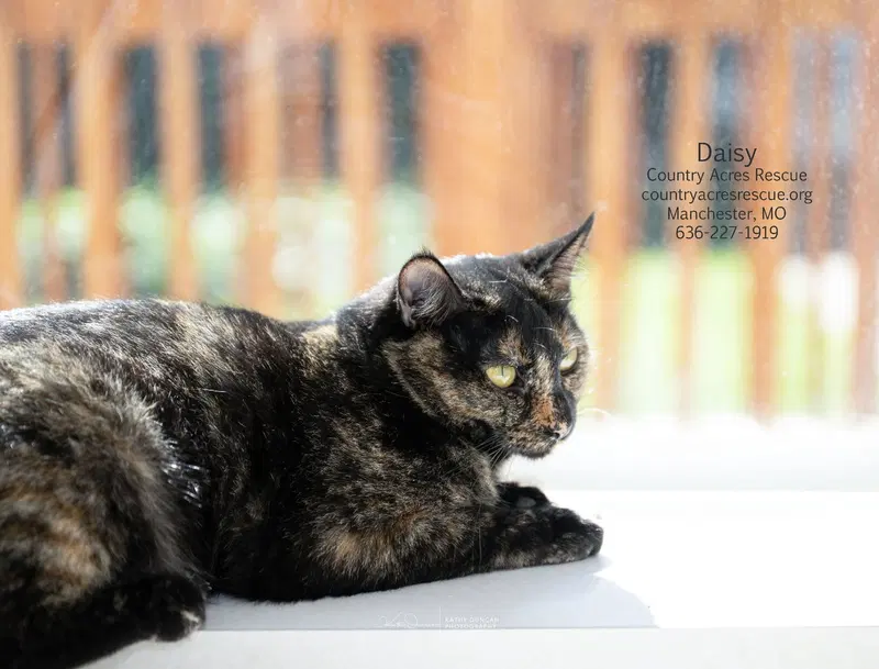 Daisy, a young female cat up for adoption