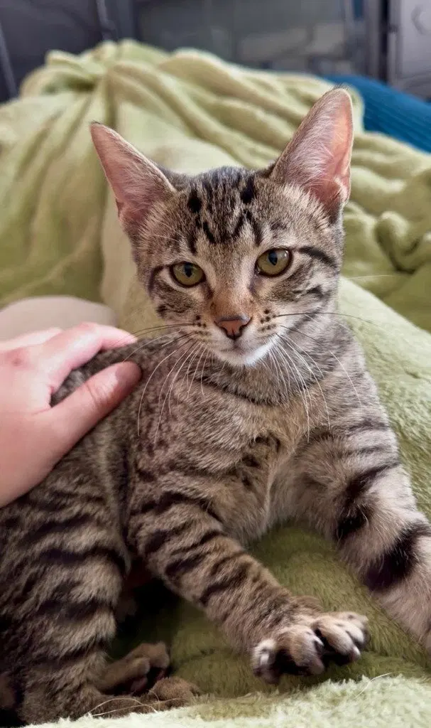 Daisy, a female kitten up for adoption