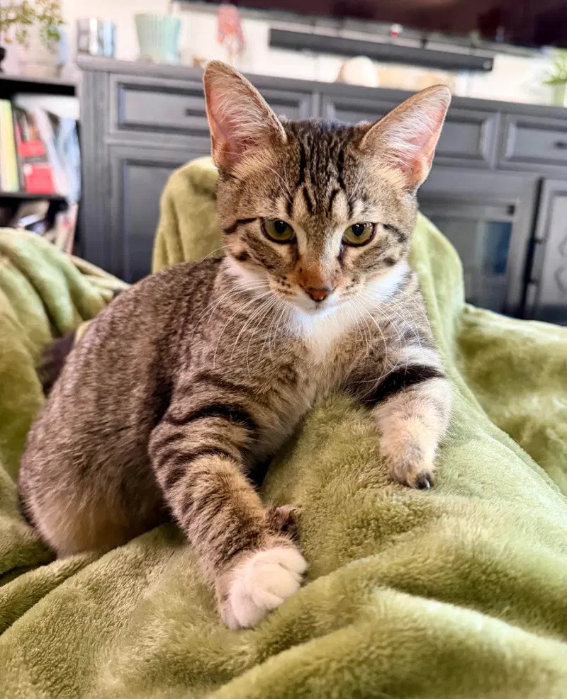 Rose, a female kitten up for adoption