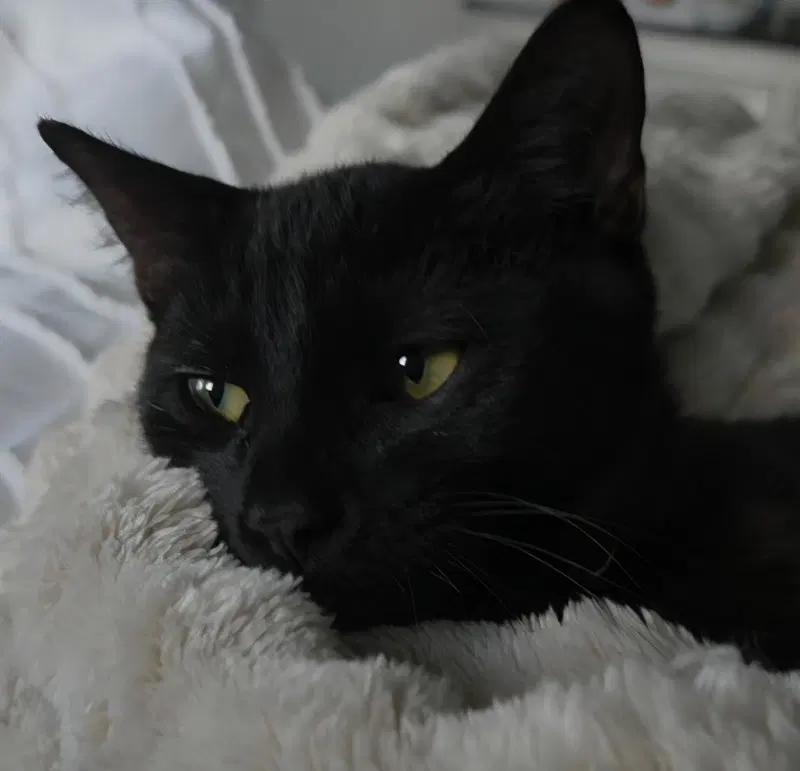 Jr, a male kitten up for adoption