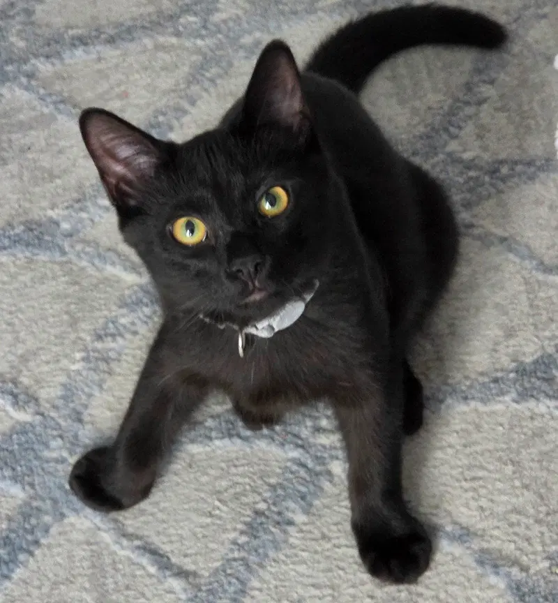 Tanner, a male kitten up for adoption