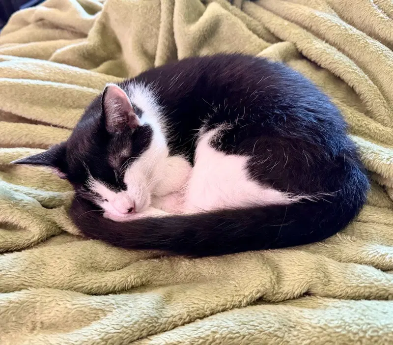 Potato, a male kitten up for adoption
