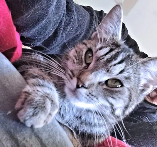 Juneau, a young female Tabby cat up for adoption
