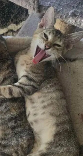 Carl, a male kitten up for adoption