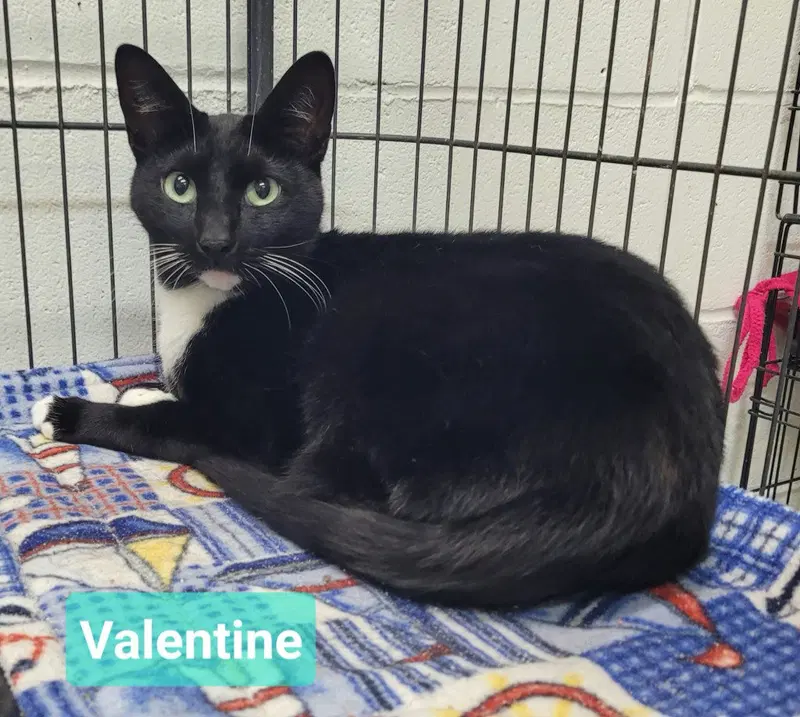 Valentine, an adult female cat up for adoption