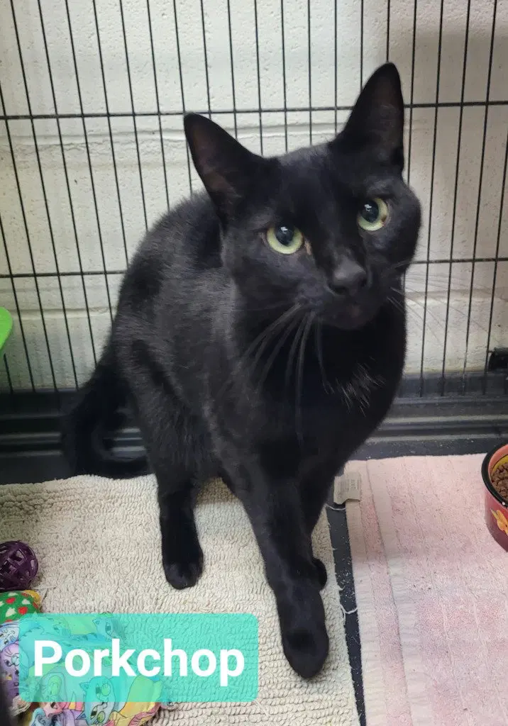 Porkchop, an adult male cat up for adoption