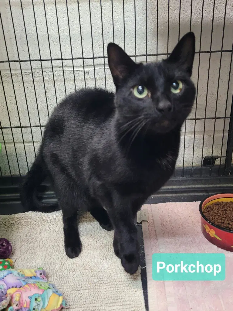 Porkchop, photo 3