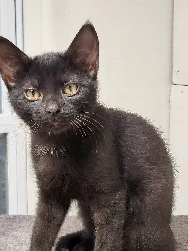 Midnight, a male kitten up for adoption