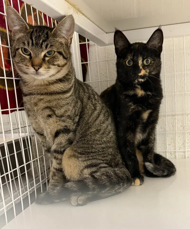 Binx, a young female cat up for adoption