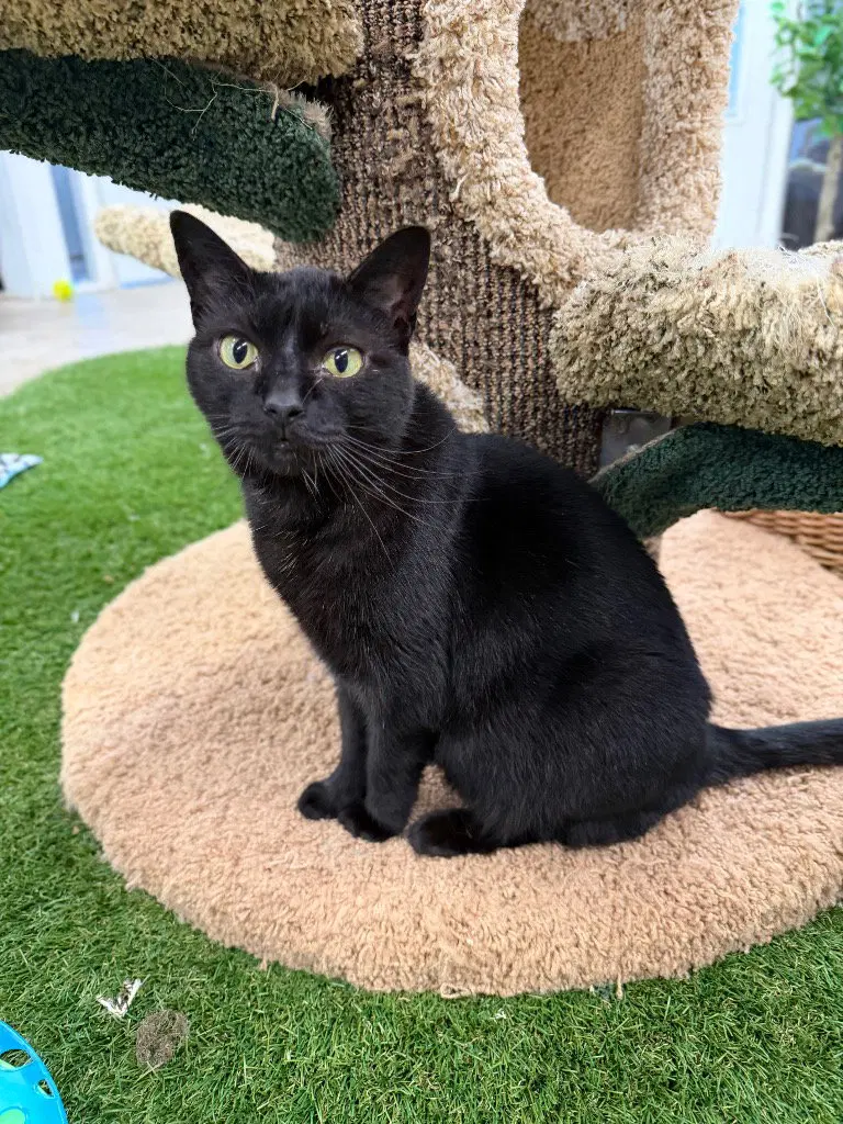 Luna, photo 2