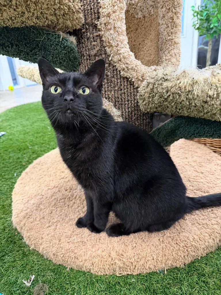 Luna, photo 3