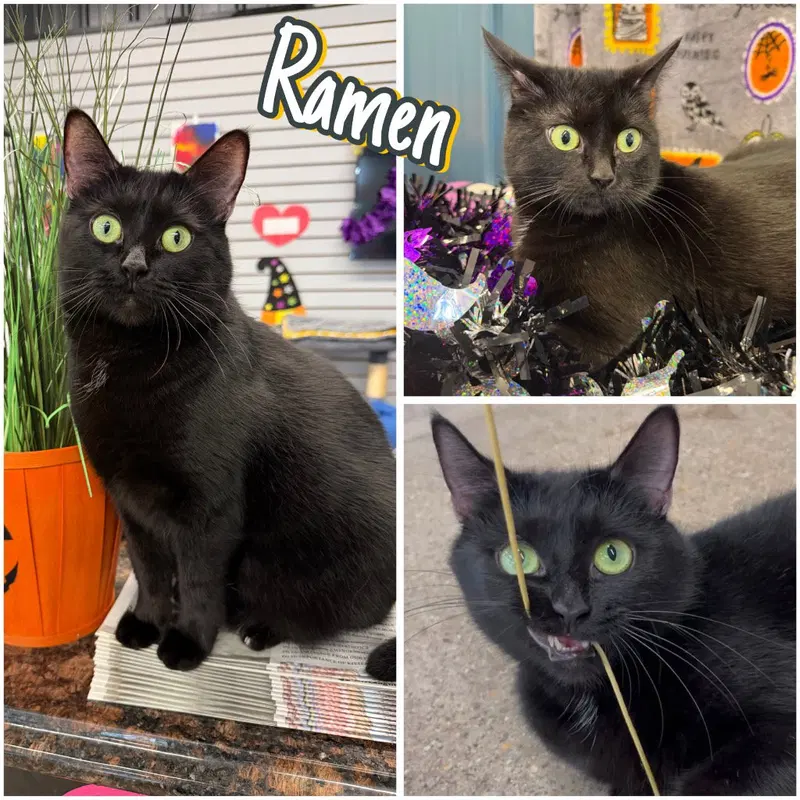 Ramen, an adult female cat up for adoption