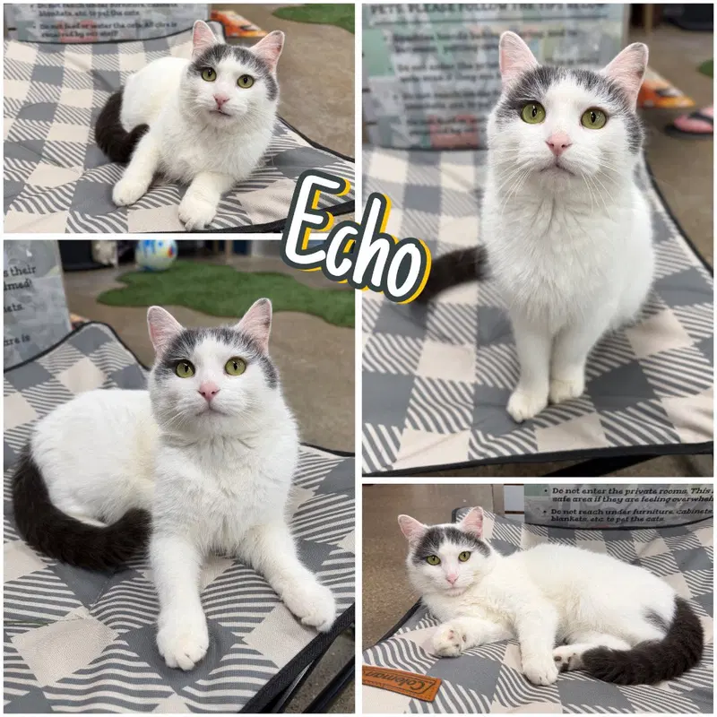 Echo, an adult male cat up for adoption