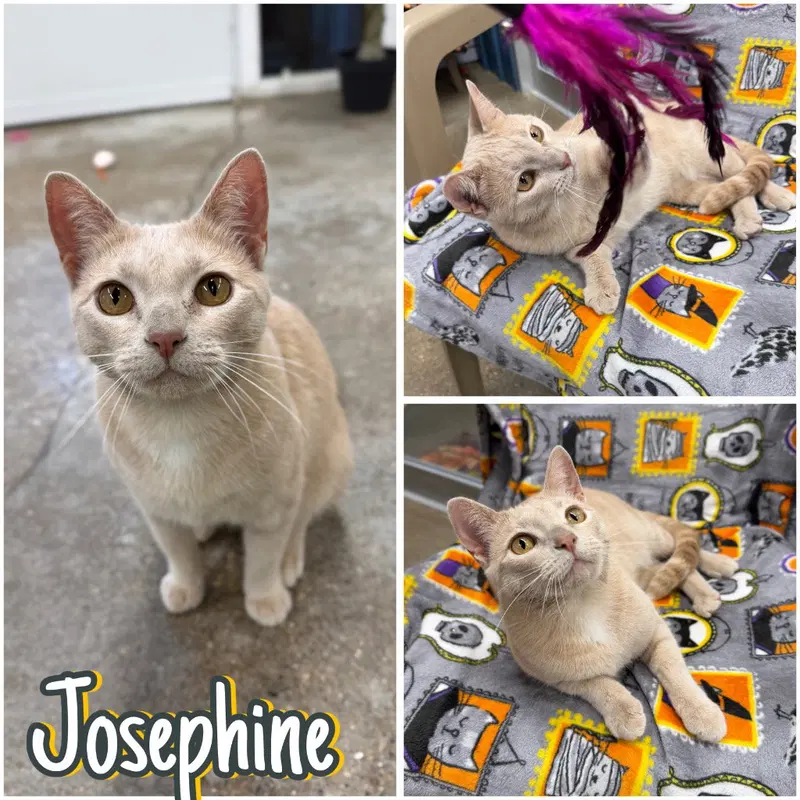 Josephine, an adult female cat up for adoption