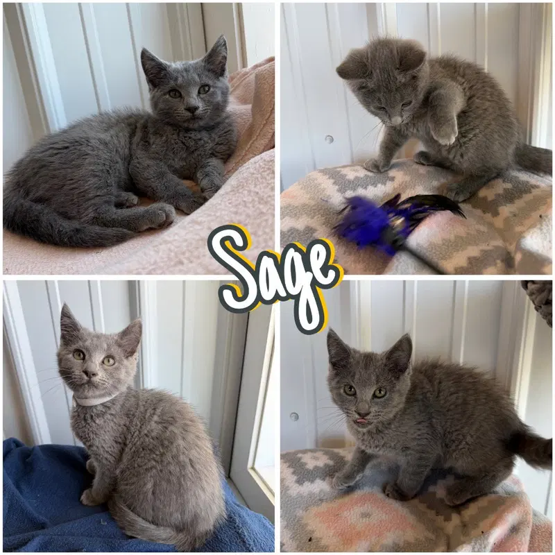 Sage, a female kitten up for adoption
