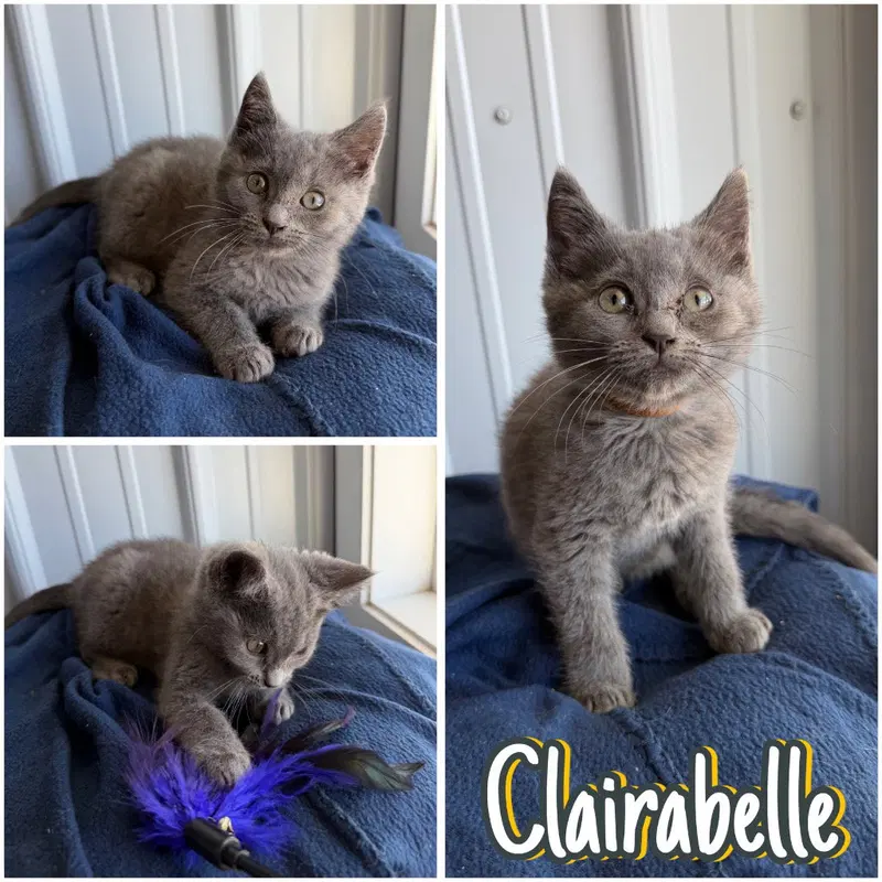 Clairabelle, a female kitten up for adoption