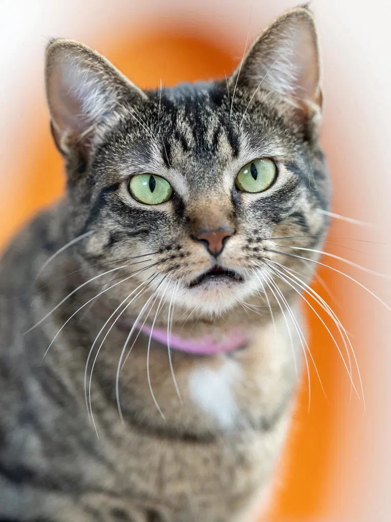 Snickers, an adult female Tabby cat up for adoption
