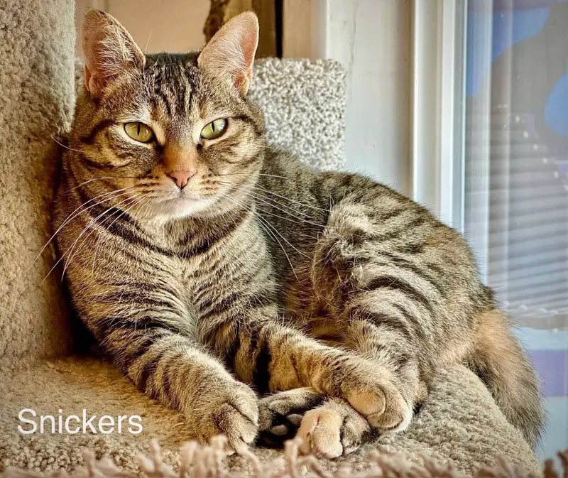 Snickers, photo 3
