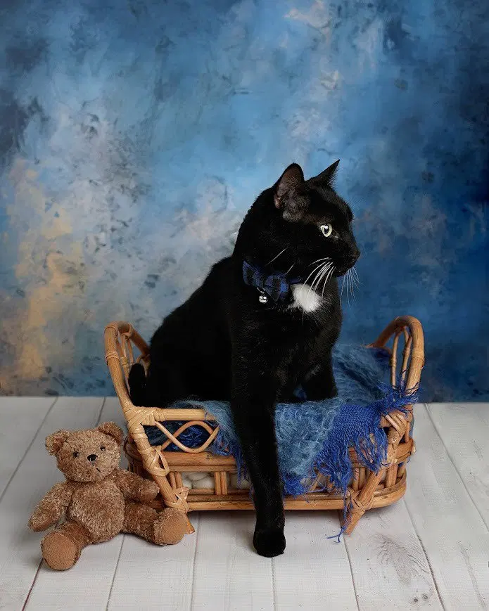 Marten, photo 3