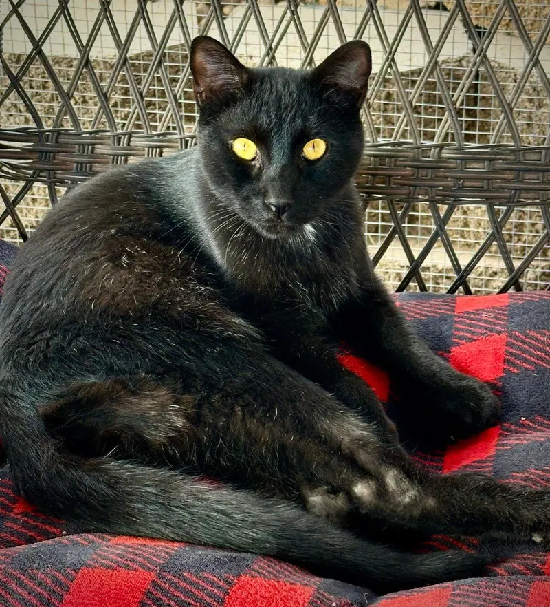 Marten, photo 4