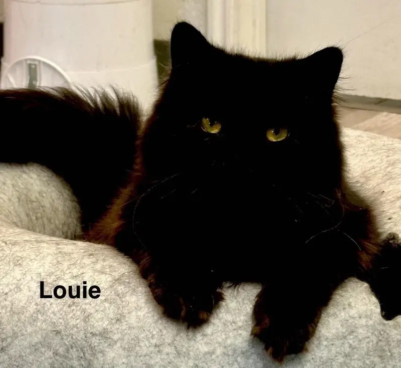 Louie, a young male cat up for adoption